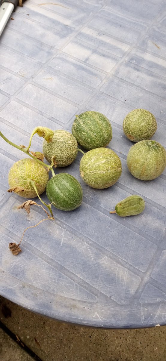 PEdwardsSTEM's tweet photo. A much better crop of melons than I expected! https://t.co/uckslZL8tL