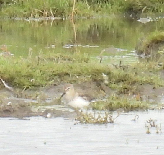 L8WFC81's tweet image. Cracking morning at Banks and Marshside. At least 4 Curlew Sandpiper at Banks, Numerous Ruff, Knot, Black Tailed Godwit, Golden Plover and 3 Great White Egret #Rspb #Banks #Marshside