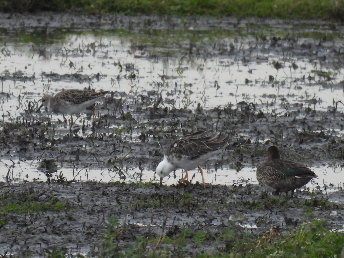 L8WFC81's tweet image. Cracking morning at Banks and Marshside. At least 4 Curlew Sandpiper at Banks, Numerous Ruff, Knot, Black Tailed Godwit, Golden Plover and 3 Great White Egret #Rspb #Banks #Marshside