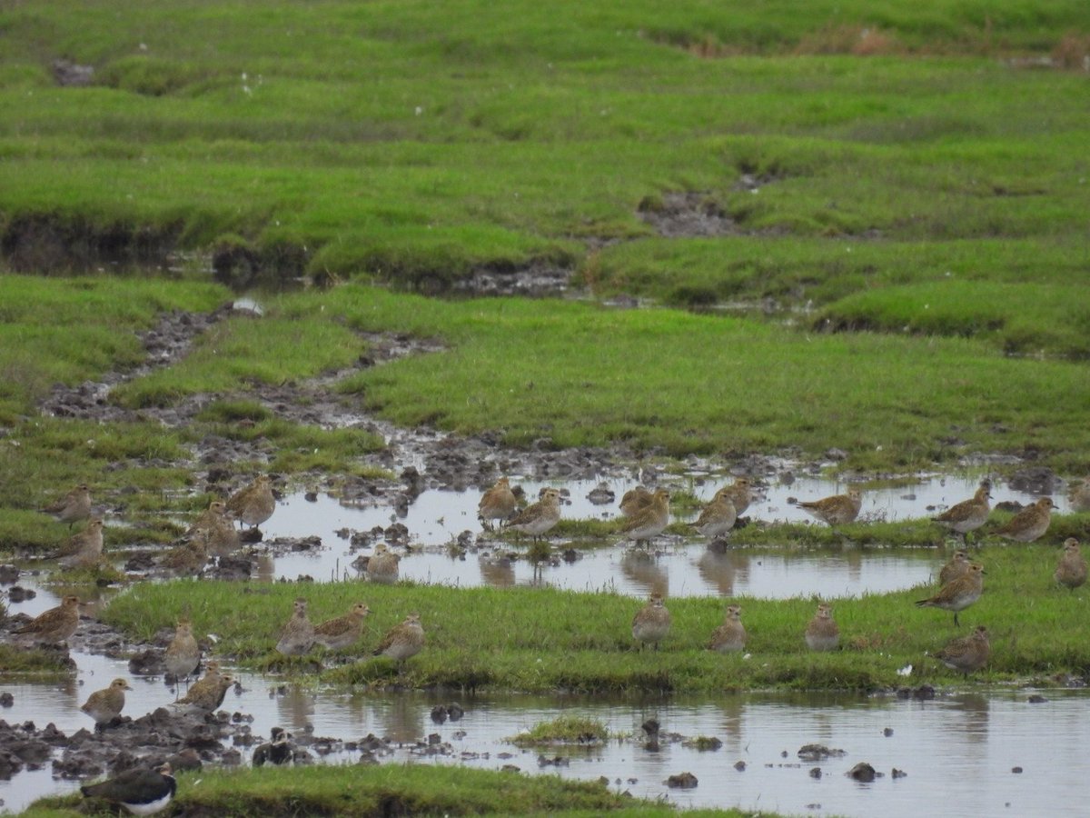 L8WFC81's tweet image. Cracking morning at Banks and Marshside. At least 4 Curlew Sandpiper at Banks, Numerous Ruff, Knot, Black Tailed Godwit, Golden Plover and 3 Great White Egret #Rspb #Banks #Marshside