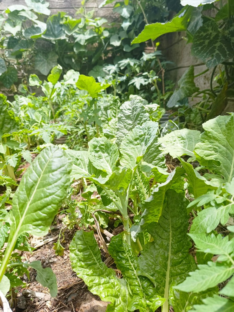 Growing organic vegetables in my backyard. #AgroecologyWorks