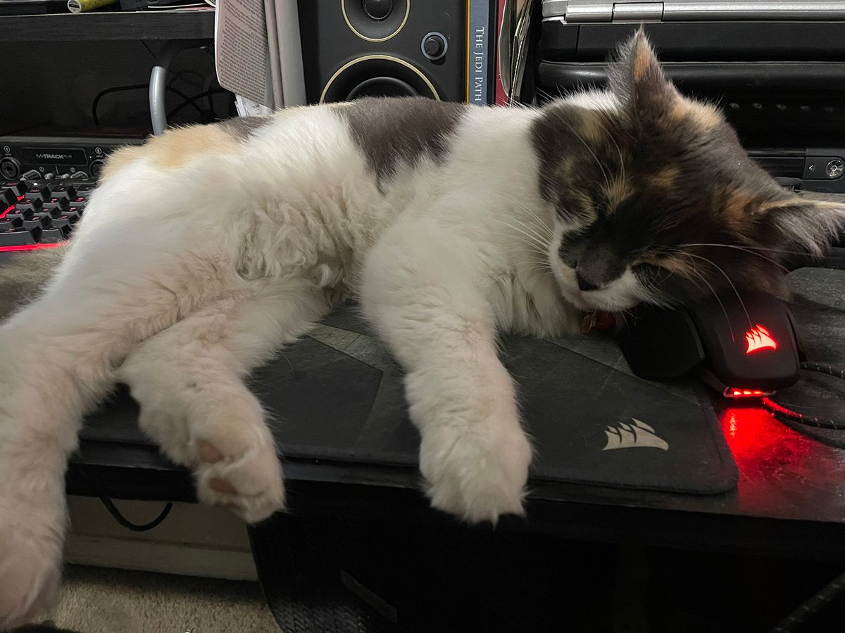 CORSAIRFRA's tweet photo. Il l'a enfin attrapé. 😺 #catsair
📷 LandonDarius https://t.co/0XOSd3NTFh