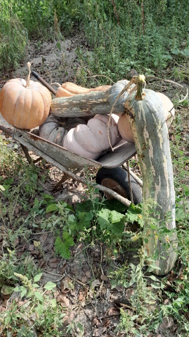 gdiscala's tweet photo. Tempo delle zucche #km0 #ioproduco #zucca https://t.co/XNi7d2M2PC
