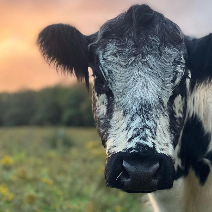 CowoftheDay1's tweet photo. 📅 14th October 2023
🐮 Miriam
🏷️ Instagram/happycomprisefarm
💕 #animaloftheday https://t.co/F0oMS0mQkB