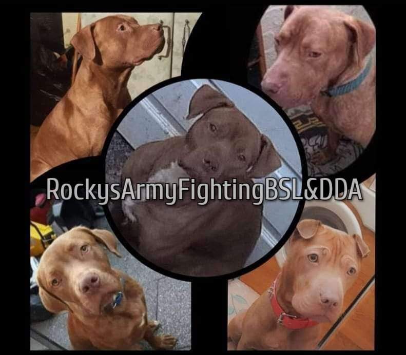 rockysarmyvbsl's tweet photo. Today's good news story. 

We are often posting stories of cases that have been to court or dogs that have been seized but released with no further action.

Some stories often highlight all that is wrong with dangerous dogs act and the enforcement of it.

So here is a story with a difference.

Police turned up at a home with a warrant to seize 5 dogs that had been reported as pitbulls.
Whilst at the home the dog handler was concerned and contacted the dig legislation officer straight away. Who turned up to assess the dogs there and then.

The DLO gave an instant no they are not pitbull or types on 4 of the dogs but spent 20 minutes taking a more detailed look at dog number 5. Saying whilst this dog did have some characteristics they were not substantial enough.

This resulted in the police leaving the property without seizing any dog and satisfied none of the dogs were banned breeds.

This is a fantastic result for all concerned and gives good argument as to why a DLO should be present when a dog is reported as a banned breed as that could save a lot of stress to families, their dogs and extra work for kennel staff and the police themselves. And of course the taxpayer. 

Remember if your dog is seized contact us immediately as early intervention can make all the difference.

If your dog is seized by police contact us immediately for FREE confidential advice and remember DO NOT SIGN anything without seeking advice first.

Telephone: 0113 328 0636

Email: policeseizedmydog@gmail.com

Website: https://t.co/EyJaMa1lWl

#rockysarmy