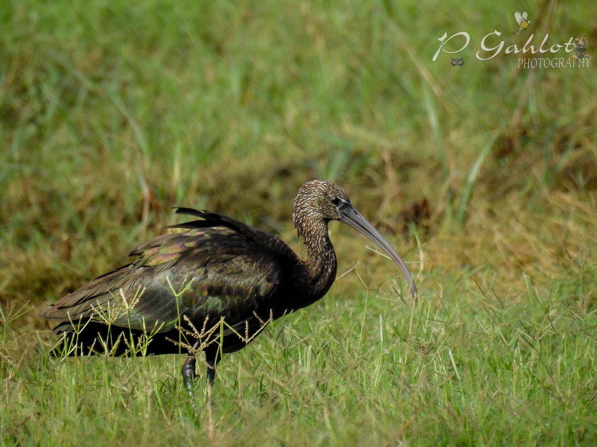 Glossy ibis
छोटा बुजा

#BirdsofHaryana #beauty  #earthcapture #birdphotography #BirdTwitter #IndianBirds #NaturePhotography #birdsofindia #naturelover #natgeo #nikonasia #avibase #birdsofafeather #birds_lover #bestbirdshots #birdsportrait #mydailybird #IndiAves #BBCWildlifePOTD