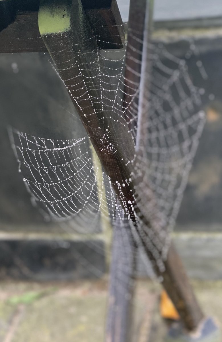 gatvolinthecity's tweet image. After the rain #spidersweb #raindrops