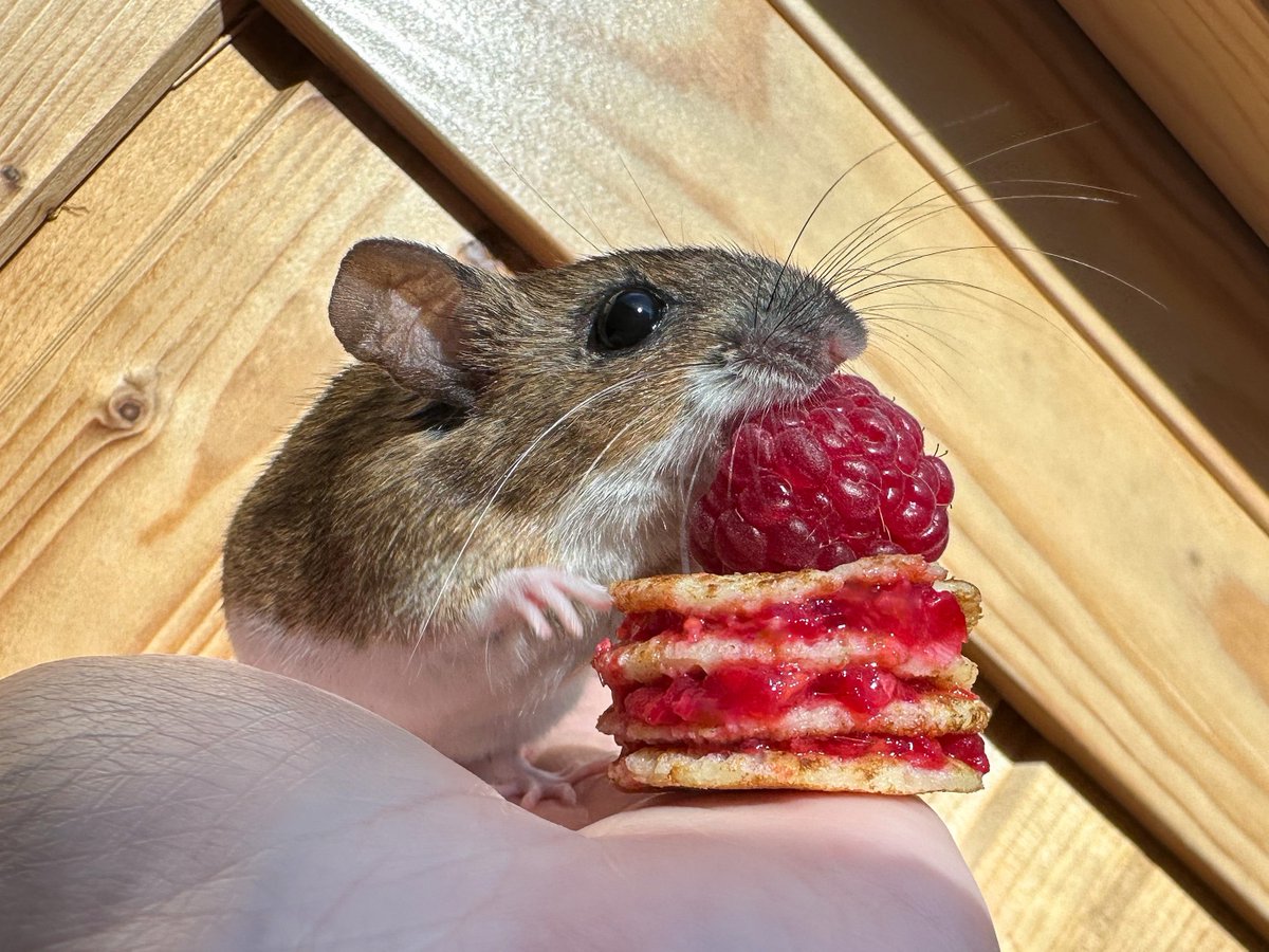 Это всё ещё неудачный момент для беспечно-хороших новостей, но сегодня ровно год как нашлась фрау Мышб, и вот она уже делает кусьб своему праздничному малиново-блинному торту. Спасибо, что были с нами всё это время ❤️ от сердца к сердцу, от лапы к лапе. С Днем Нахождения, Бру!