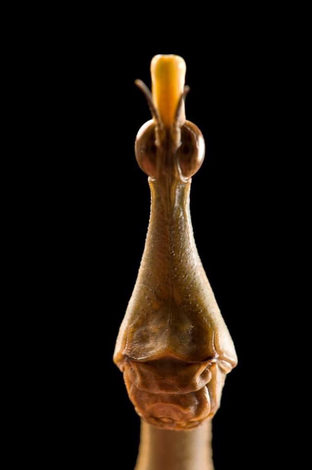 A long face and big, bulging eyes give this giant jumping stick an out-of-this- world appearance, but those alien-like features serve an important purpose. The position of the eyes gives this insect a panoramic view, allowing it to see predators long before they strike.