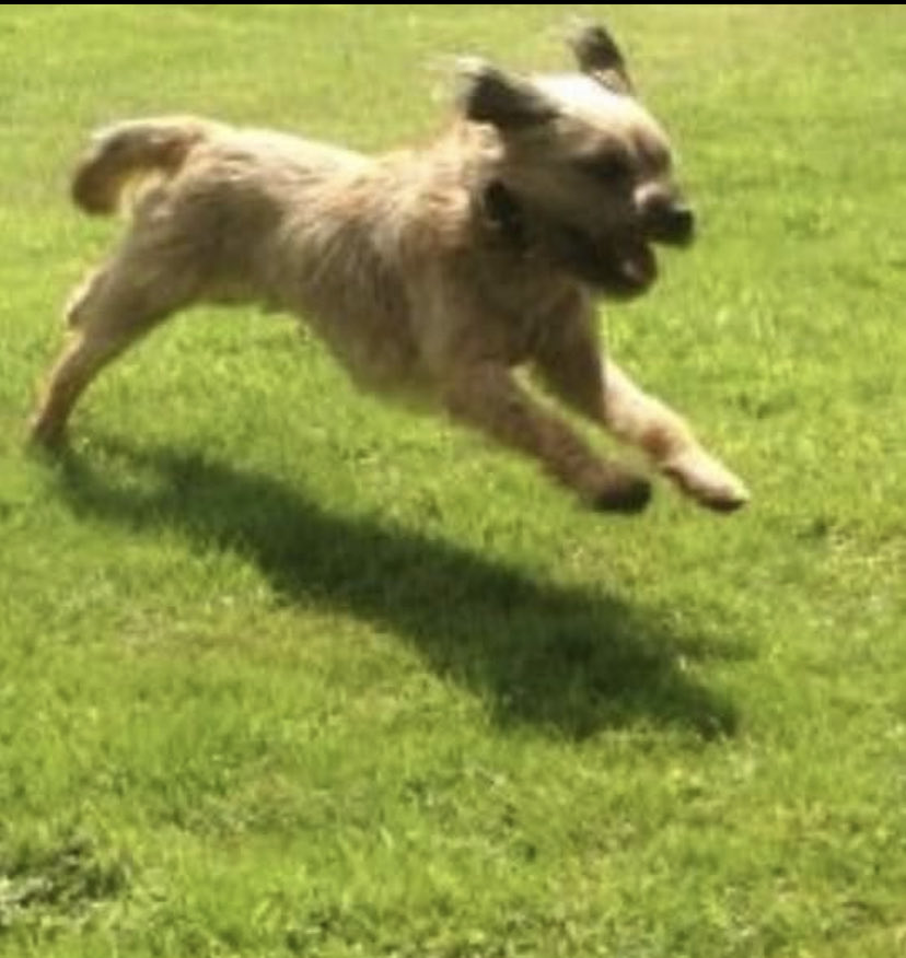 (((Joanne Harding))) tweet media