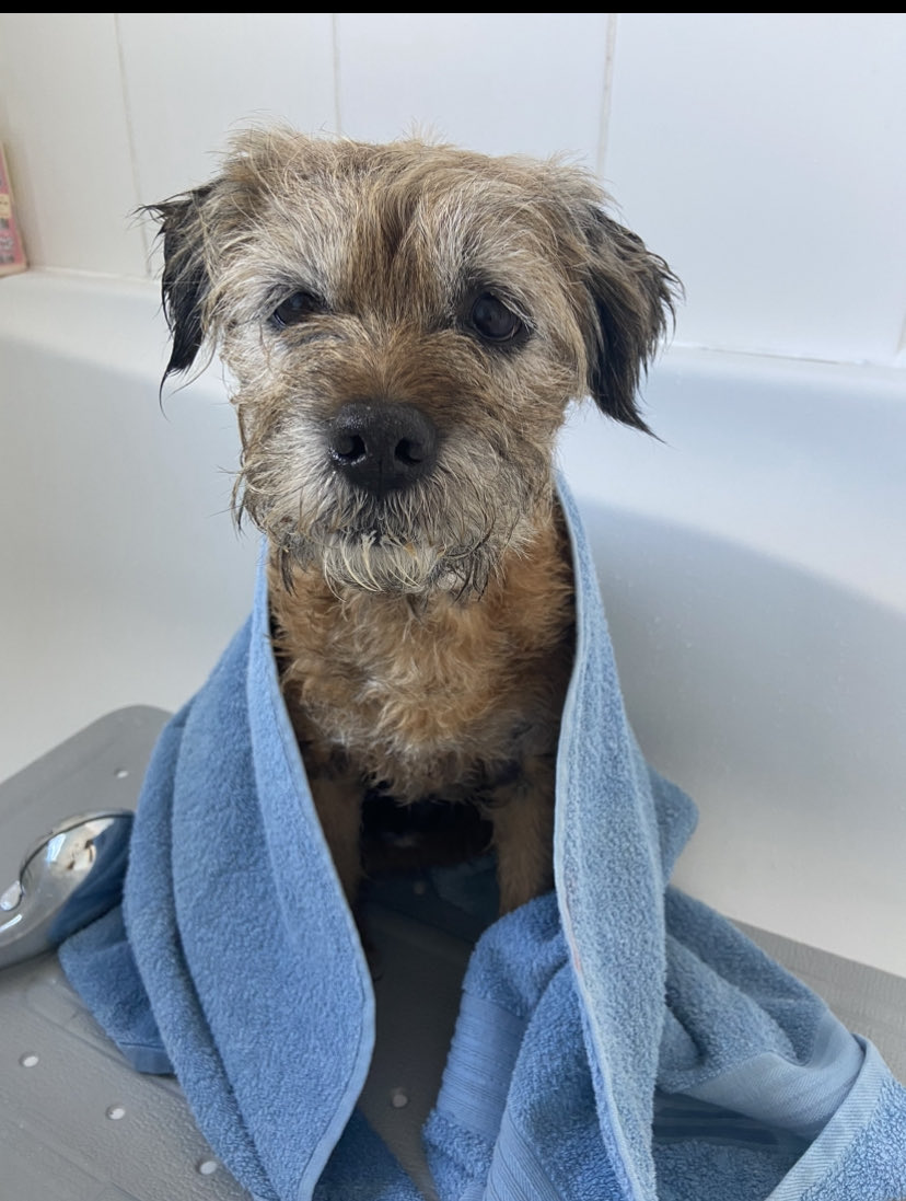 (((Joanne Harding))) tweet media