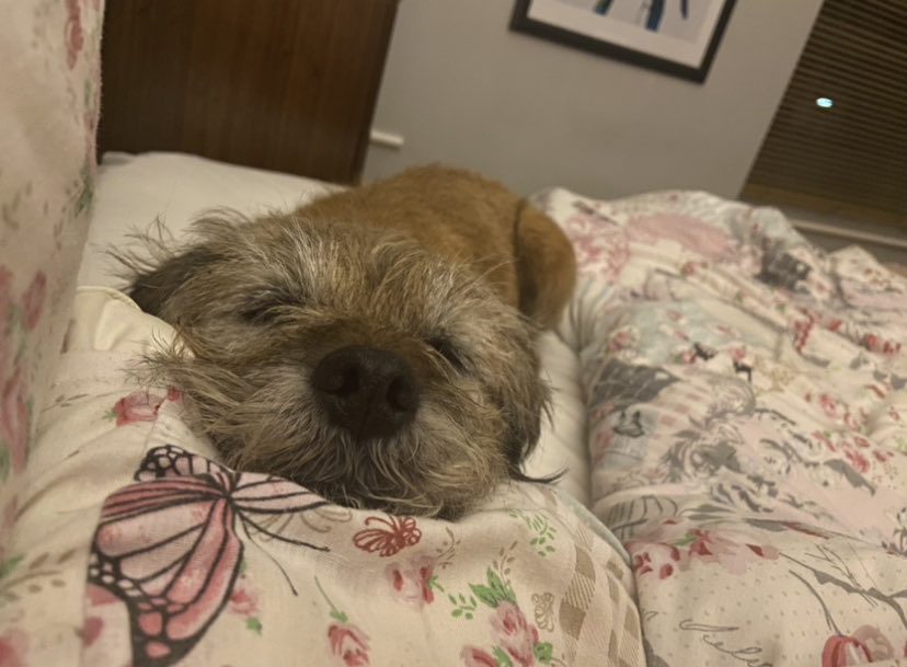 (((Joanne Harding))) tweet media