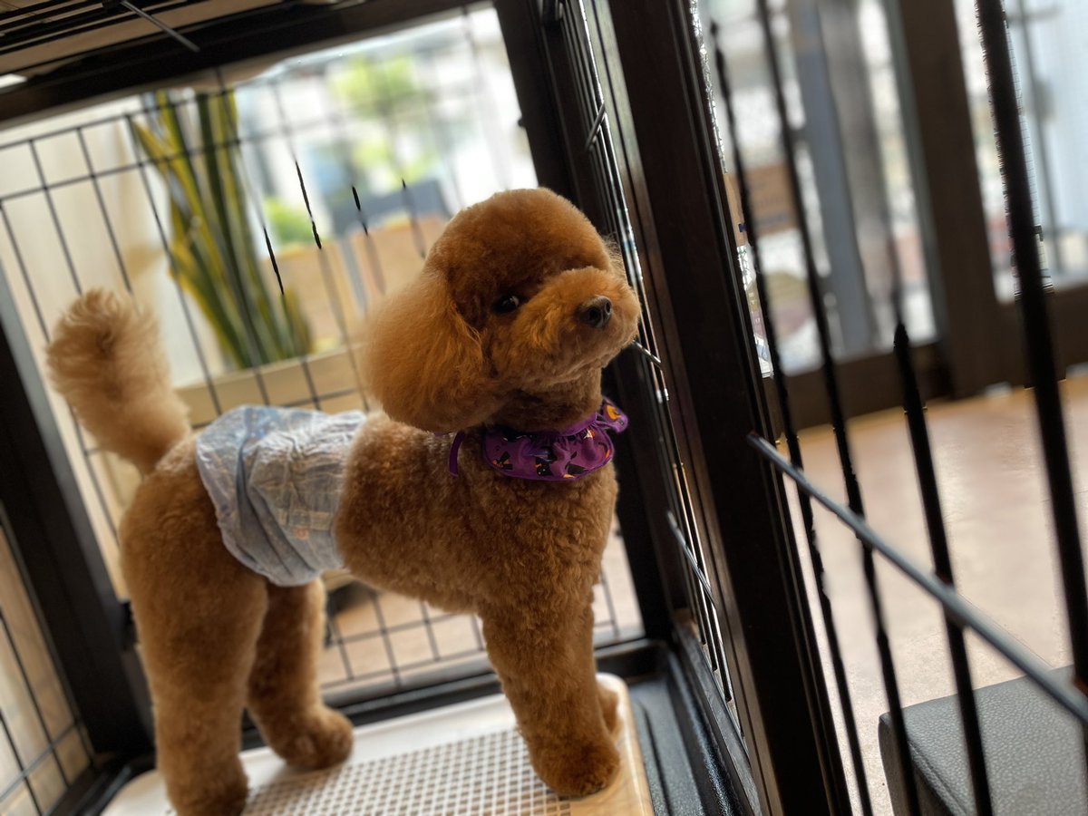 poochies11's tweet photo. 出たい　けど　じっと待てる　良い子💮

#POOCHIES #プーチーズ #プードル #トリミング #ペットサロン #大鳥商栄会  #目黒 #下目黒 #tokyo #japan #dog #grooming #doglife #doglover #cutepet https://t.co/hJ25nWHyHS