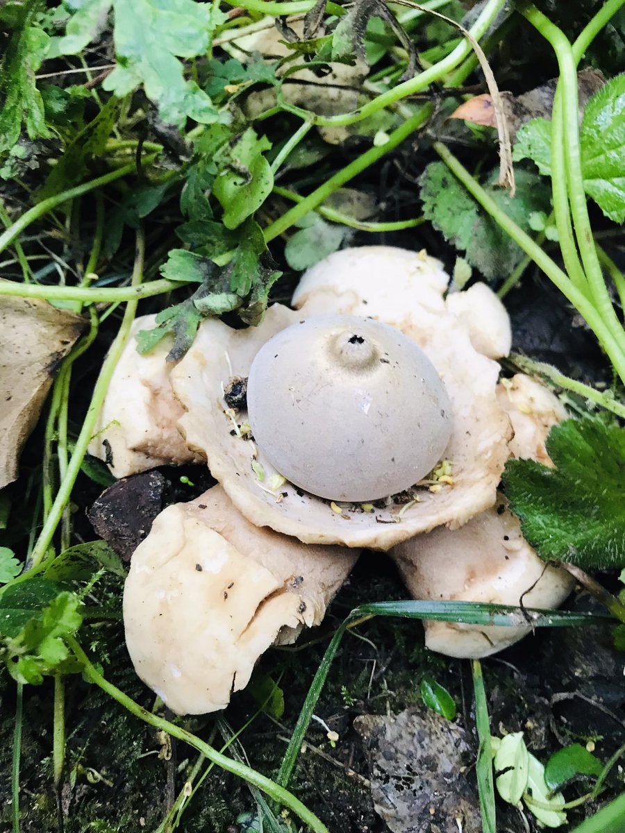 An Earthstar in the garden! @ukfungusday #Fungi