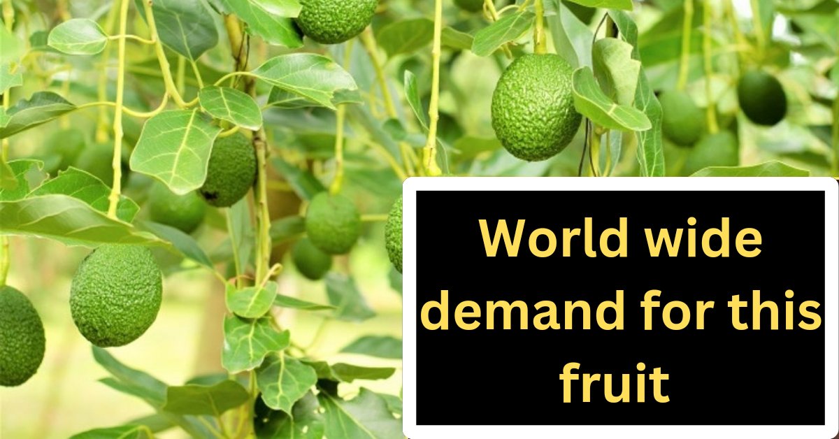 PMviroja's tweet photo. Worldwide demand for this fruit: દુનિયાભરમાં છે આ ખાસ ફળની માંગ એક વાર ખાઈ લેશો તો થઈ જશો અમર! જાણો તેની ખેતી
વધુ માહિતી માટે અહીં ક્લિક કરો
https://t.co/QpjTrjtu3X

#fruit #demand #એવોકાડો #ખેતી https://t.co/3h66cr4Ggo
