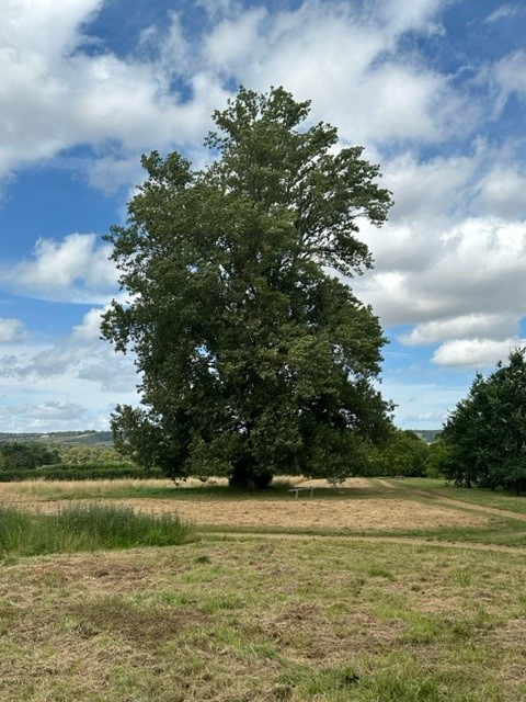KentFieldClub's tweet image. Interesting results from our project looking at Kent's Black Poplars thru DNA studies. Of &amp;gt;30 samples, there were 20 native trees, representing 4 known clones (e.g. trees from cuttings).  The rest were hybrids, inc. pictured (majestic!) hybrid with Lombardy Poplar. But ...