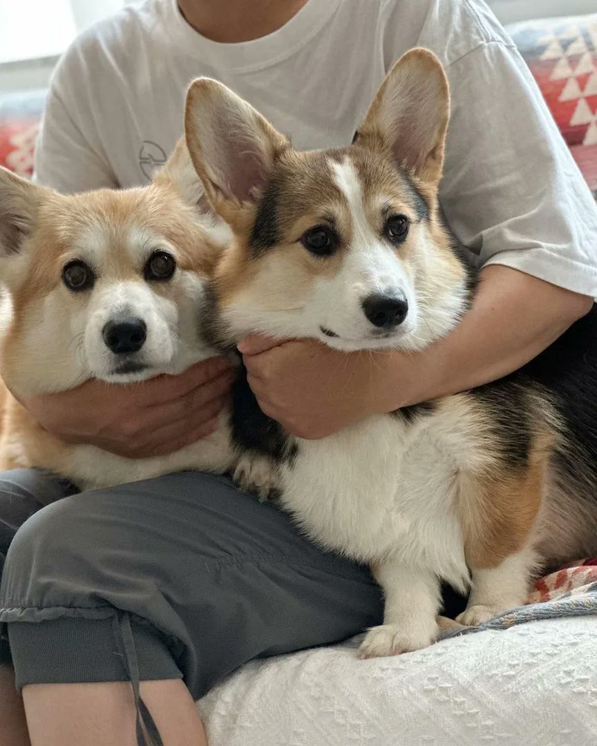 So cute 🥰🥰
#Corgi #CorgiLover #dogsoftwitter