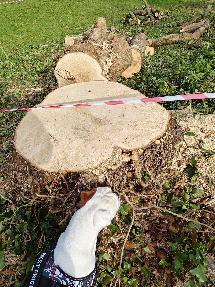 HobbsLufc's tweet image. Monmouthshire county council... don&apos;t fob me off with all that ash die back bollocks..this is willful destruction of old trees🤬 #monmouthshirecountycouncil #treepreservation #chepstowcastle