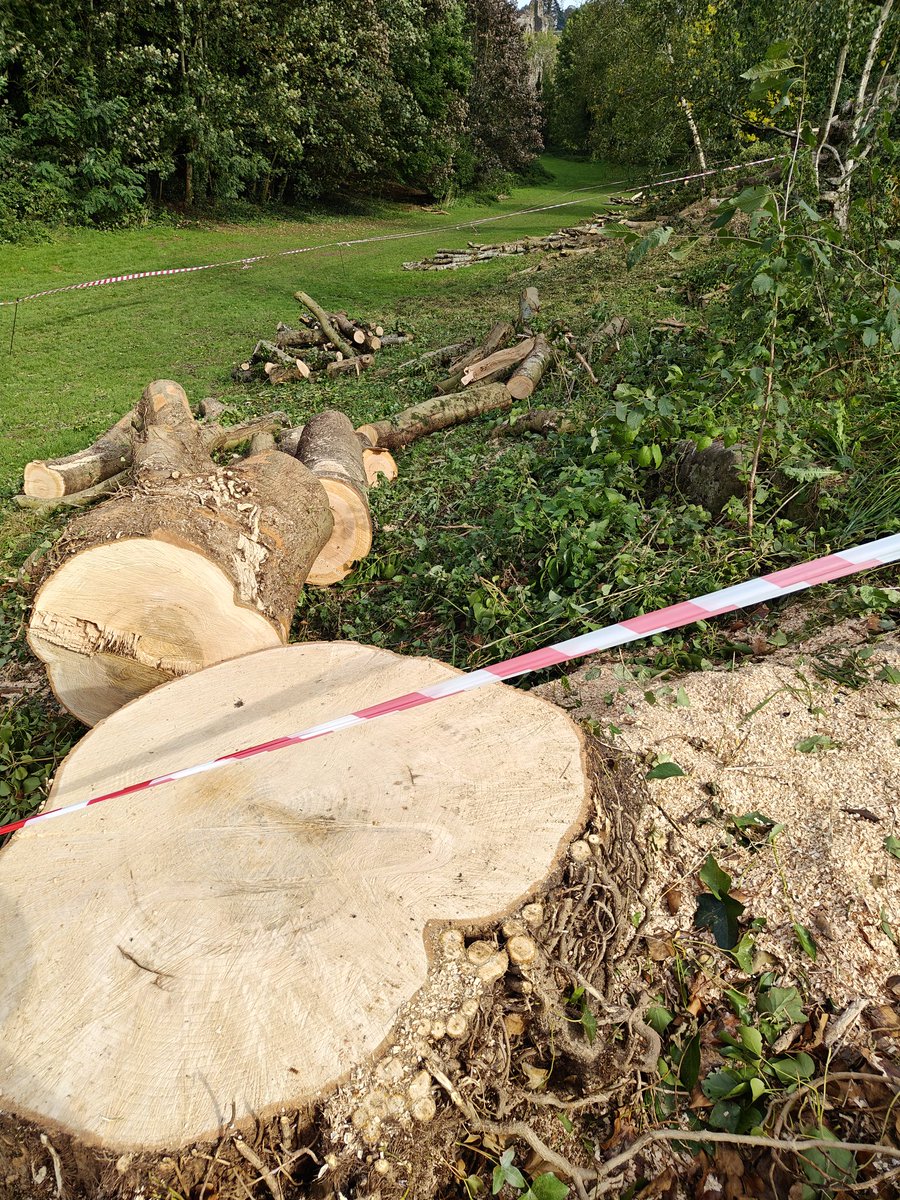 HobbsLufc's tweet image. Monmouthshire county council... don&apos;t fob me off with all that ash die back bollocks..this is willful destruction of old trees🤬 #monmouthshirecountycouncil #treepreservation #chepstowcastle