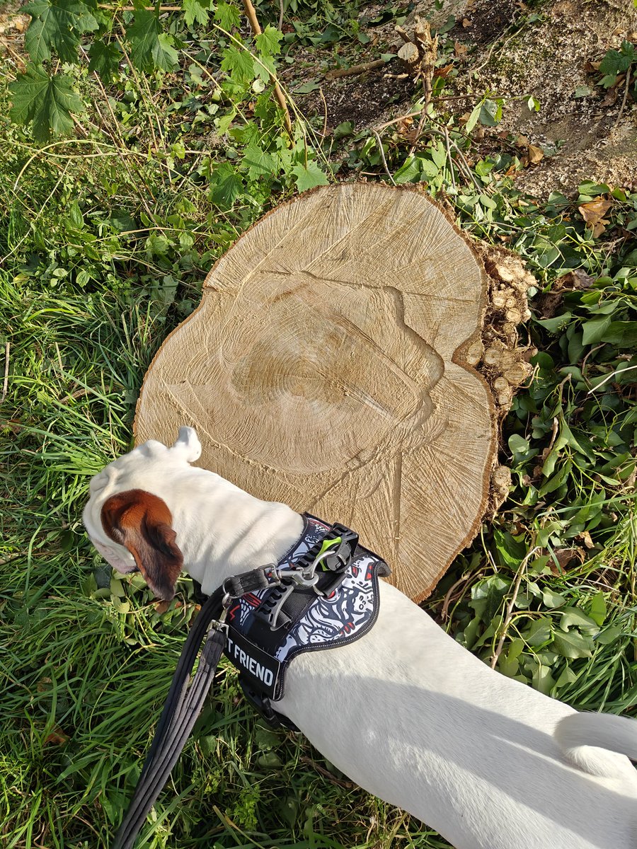 HobbsLufc's tweet image. Monmouthshire county council... don&apos;t fob me off with all that ash die back bollocks..this is willful destruction of old trees🤬 #monmouthshirecountycouncil #treepreservation #chepstowcastle