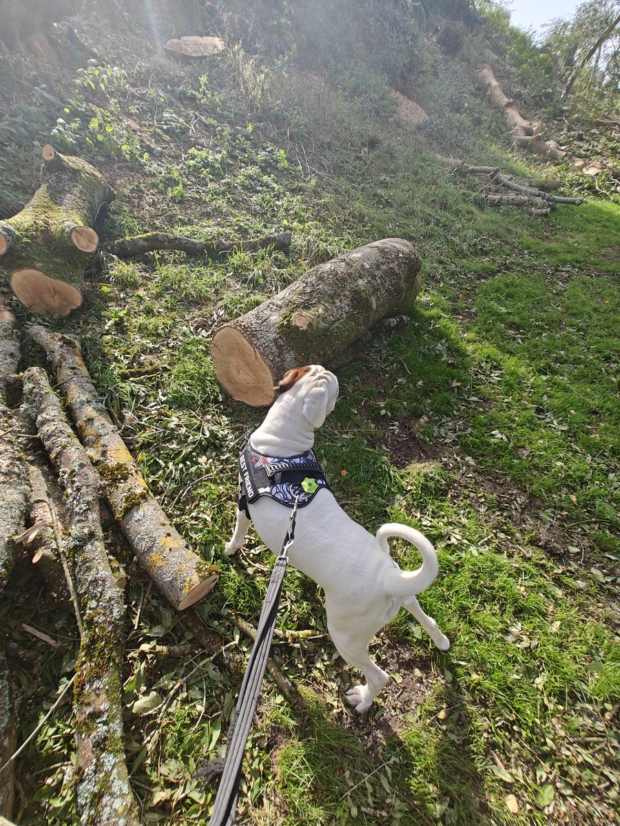 HobbsLufc's tweet image. Monmouthshire county council... don&apos;t fob me off with all that ash die back bollocks..this is willful destruction of old trees🤬 #monmouthshirecountycouncil #treepreservation #chepstowcastle