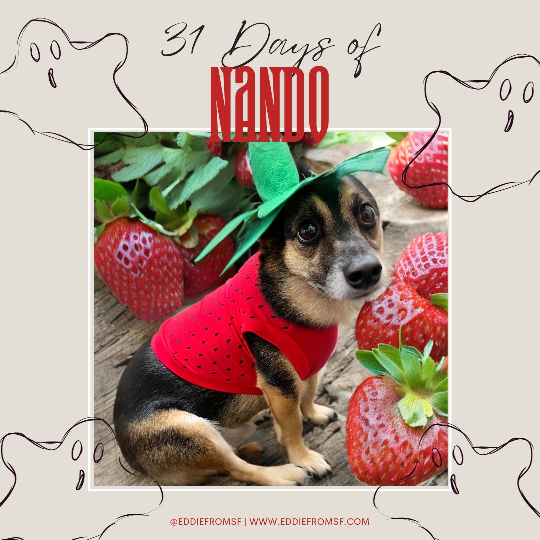eddiefromsf's tweet photo. Get a β¨berry β¨delicious beverage for #NationalFrappeDay ππΆπ₯€ Follow us to see more! #31DaysOfNando #Nando #DogsOfStateFarm #OfficeDog #WorkDog #Halloween #PetCostume #BadAI #Strawberry #Berries #SweetAsSugar https://t.co/G7C5rdqr4j