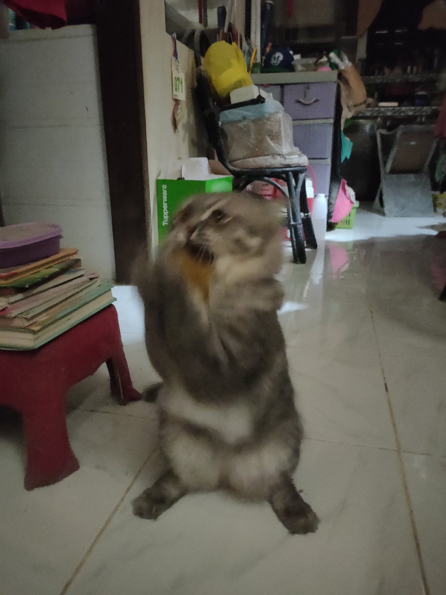 gobblu's tweet photo. my baby https://t.co/4yGNwFH1LO