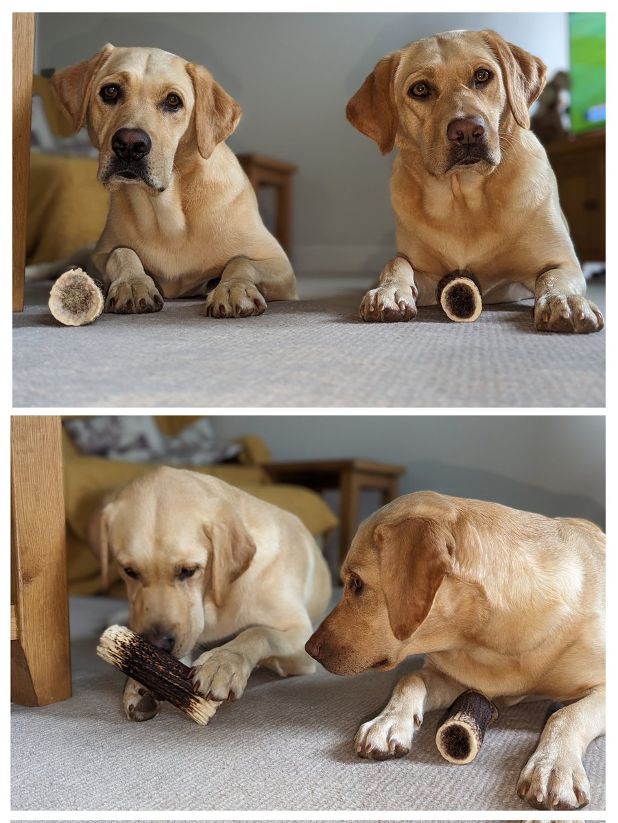 She selects the (naturally shed) antler she desires, and Albert ends up with the other. However, predictably, she later decides she wants the very one Albert had chosen. Oh, Bera, the cunning princess 👑 #dogsoftwitter #dogs #dog