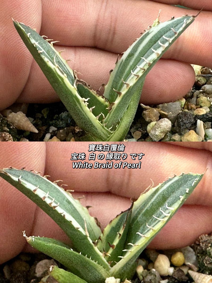 圖一：白鯨斑稿
圖二：凱撒白斑稿
圖三：寶珠
圖四：寶珠白覆輪
Wholesale 
#アガベチタノ #アガベのある暮らし
 #アガベ #チタノタ
#仁王冠 #龍舌蘭   #嚴龍   #fo076     
#厳竜 #agave  #アガベ販売 
#砂漠の植物   #沙漠植物   #觀葉植物 #カクタス   #熱帶雨林