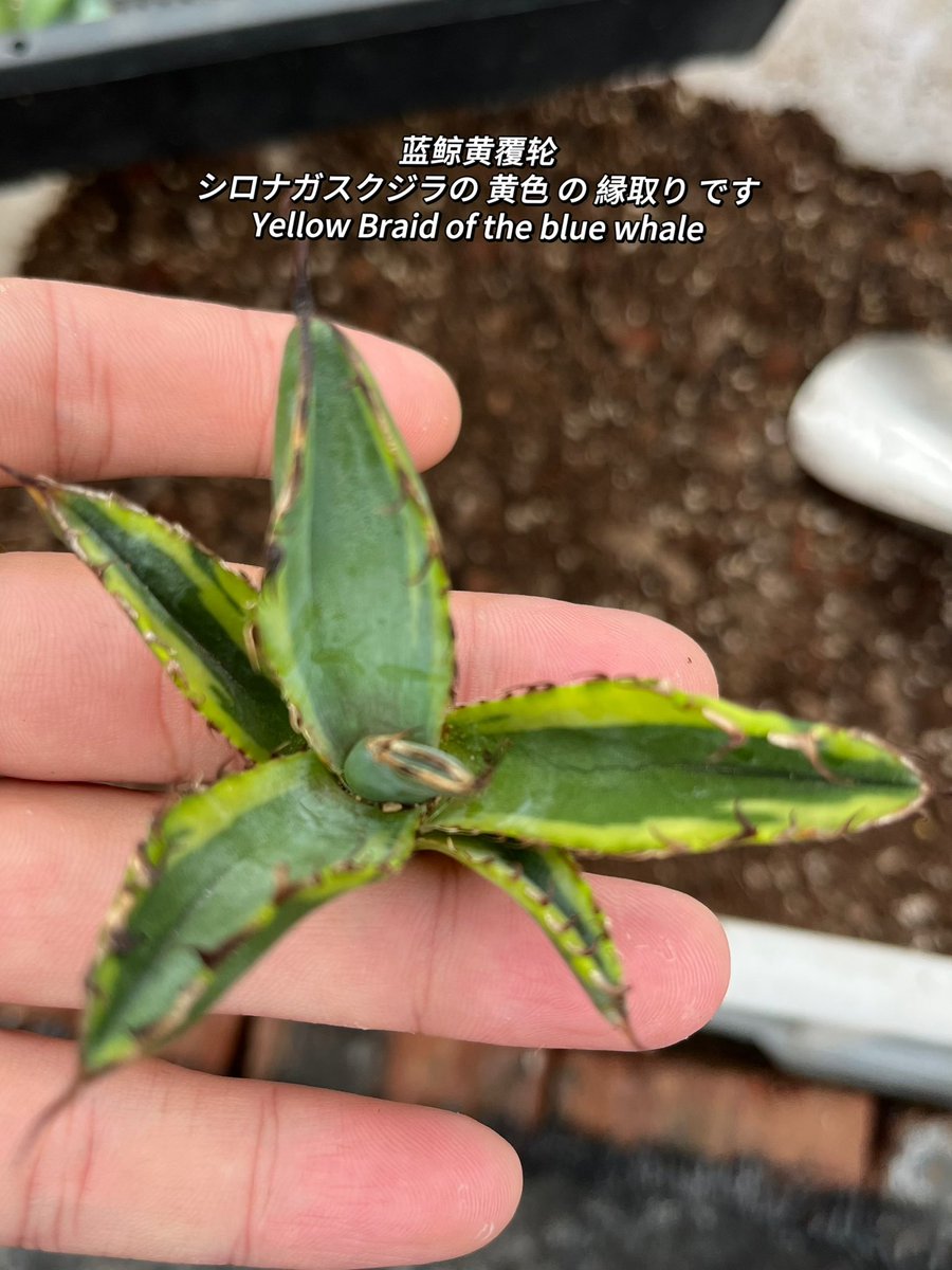 圖一：黑豹中斑
圖二：鑽石覆輪
圖三：藍鯨黃覆輪
Wholesale 
#アガベチタノ #アガベのある暮らし
 #アガベ #チタノタ
#仁王冠 #龍舌蘭   #嚴龍   #fo076     
#厳竜 #agave  #アガベ販売 
#砂漠の植物   #沙漠植物   #觀葉植物 #カクタス   #熱帶雨林