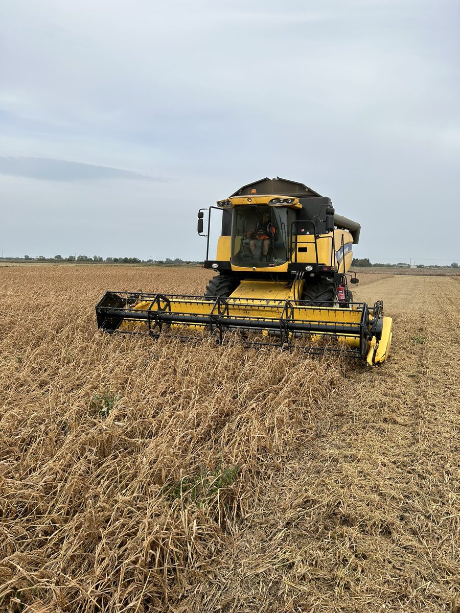 rae_lloyd's tweet photo. Harvest 23 continues. Lovely breeze to cut the millet for @PremiumCrops. Onto potatoes next week. Does Harvest 23 really continue after the big combines are finished???? Not if you watch @BBCCountryfile https://t.co/mQbYk5IFe2