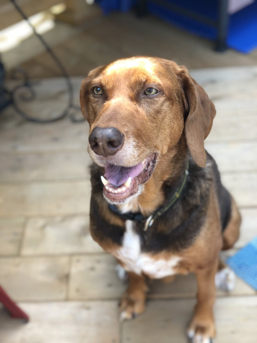 CancerWithGrace's tweet photo. @Phil_Sledge My humum says I am a “Better” breed (Beagle Setter mix!) I am 70lbs so more of the setter size https://t.co/gs8CsYiwok