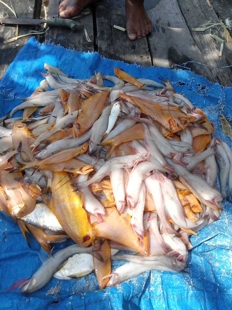 BudiantoSpi's tweet photo. Sabtu (07/10/23), Budianto, Luhkan Indragiri Hilir, KUB Udang Bajang Kel. Sei. Perak,  Melaporkan tangkapan, Ikan Pirang dan Lome dgn alat tangkap Jaring Insang sbnyk 10 kg harga Rp. 15.000/kg
#GiatLuhkanSatminkalMedan #Inhil #Tangkap
@bppsdm_bp3medan
@puslatluhkp
@bppsdm_kp https://t.co/DRnomiHv8g