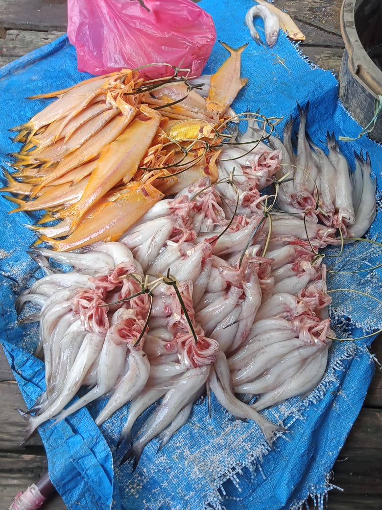 BudiantoSpi's tweet photo. Sabtu (07/10/23), Budianto, Luhkan Indragiri Hilir, KUB Udang Bajang Kel. Sei. Perak,  Melaporkan tangkapan, Ikan Pirang dan Lome dgn alat tangkap Jaring Insang sbnyk 10 kg harga Rp. 15.000/kg
#GiatLuhkanSatminkalMedan #Inhil #Tangkap
@bppsdm_bp3medan
@puslatluhkp
@bppsdm_kp https://t.co/DRnomiHv8g