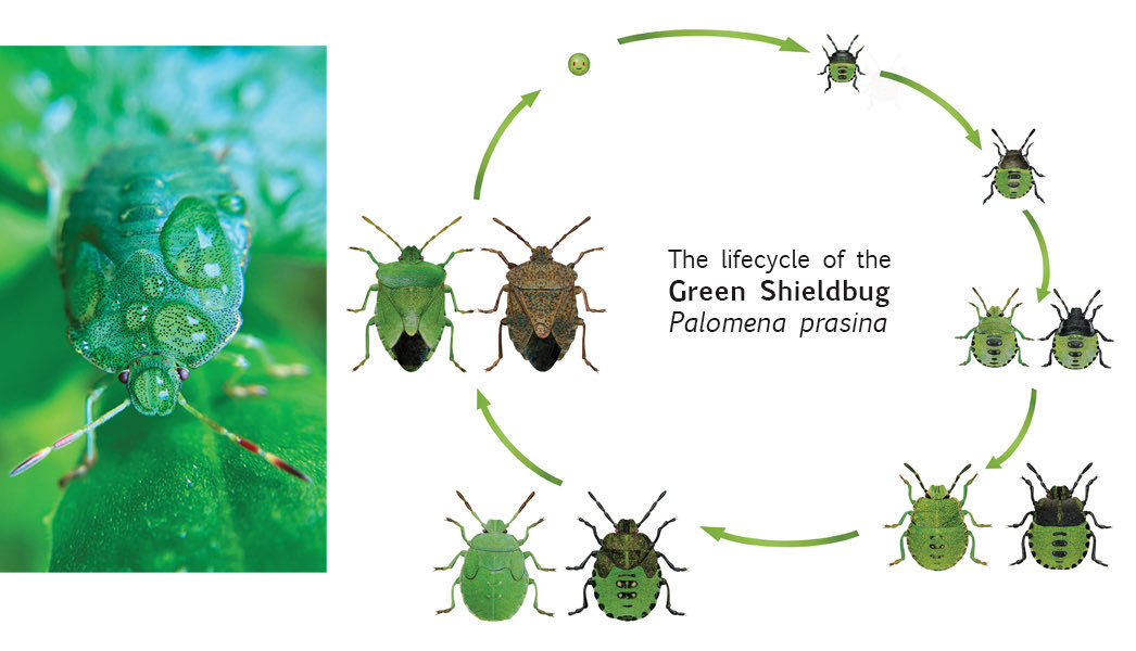 A shieldbug’s outer shell can’t grow, so every time it becomes too tight, the developing bug sheds a skin to reveal a new one underneath. Each stage of the insect’s development is known as an instar & the insect can look radically different each time it sheds a layer! Amazing!