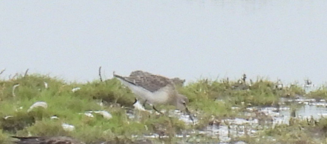L8WFC81's tweet image. A few more images from this morning #Rspb #Marshside #Banks