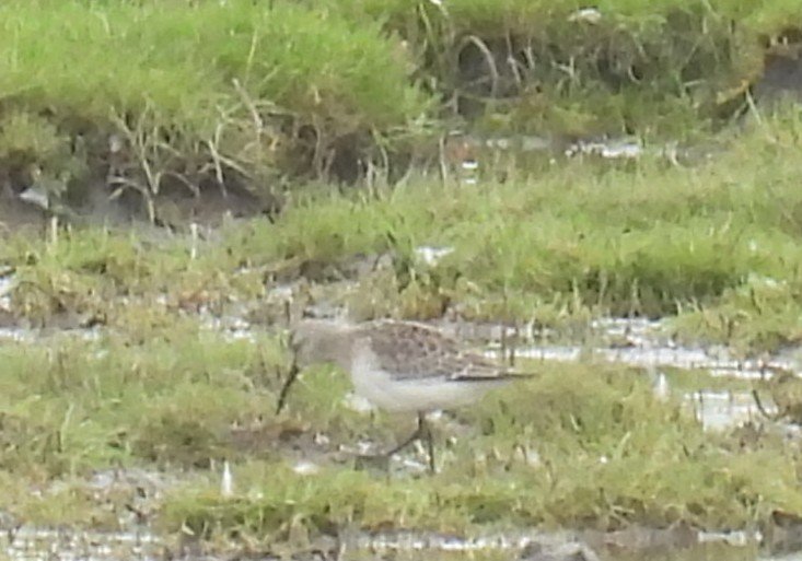 L8WFC81's tweet image. A few more images from this morning #Rspb #Marshside #Banks