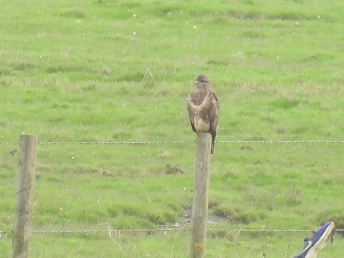 L8WFC81's tweet image. A few more images from this morning #Rspb #Marshside #Banks