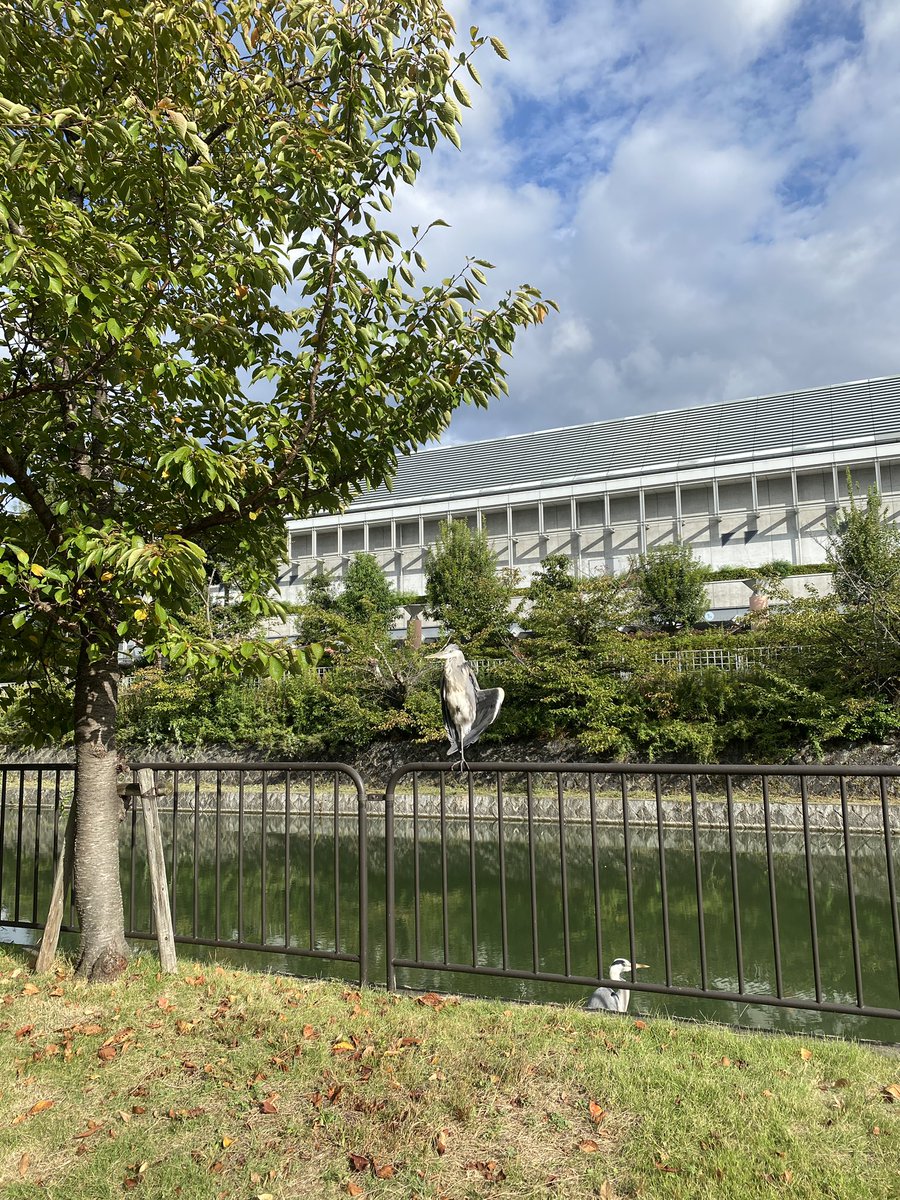 underleaf_d's tweet photo. いきもにあ2023

1日目終了しました！！！
ありがとうございました☺️

今日は何から何までトラブル続きで、
たくさんの方に助けていただきました…😭🙏💦💦

至らぬところばかりで申し訳ございません😭

明日もよろしくお願いいたします！

〜みやこめっせ前にいた謎デカ鳥を添えて〜 https://t.co/J6UTs9BOKh