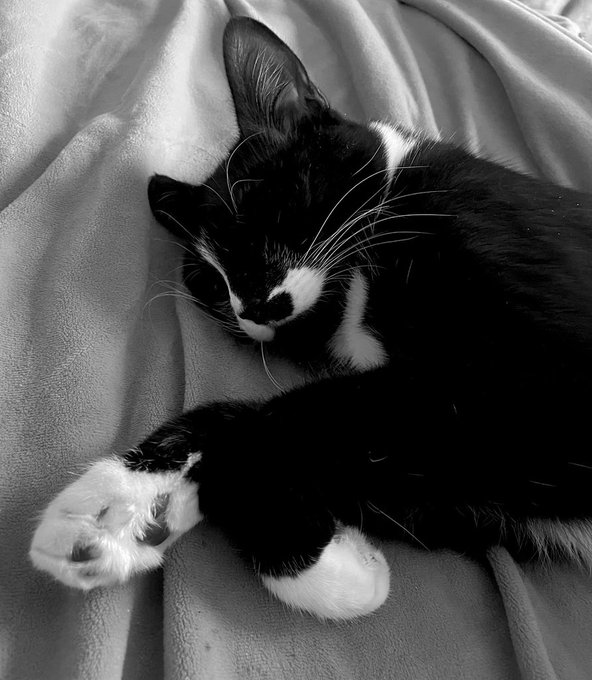 Good morning to all my fellow early birds 🌤️☕️🌵🫶  Happy Caturday 💜 #NikkiNova https://t.co/TjMI2AHxD<a href="/tag/nikkinova"class="tags"><span>#nikkinova</span></a>