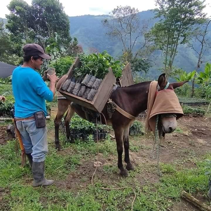 CafeMaru_10's tweet photo. Tomarse una taza de café especial es un placer ☕ 🕊️🇨🇴

Pero detrás de este placer, hay toda una cadena de esfuerzos que lo hacen posible 🖐🖐🏻🖐🏽🖐🏿

Te llevamos detrás de escena a conocer un poco de nuestras formas asociativas donde se cosecha el #cafedelapaz

Ph: @Coffeedencial https://t.co/VDufloZIs1