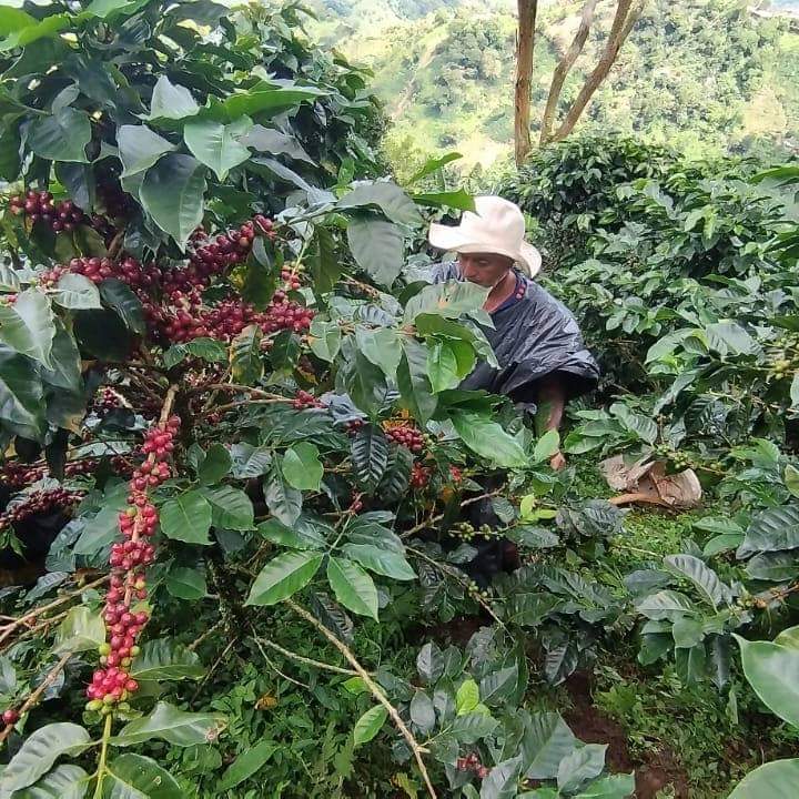 CafeMaru_10's tweet photo. Tomarse una taza de café especial es un placer ☕ 🕊️🇨🇴

Pero detrás de este placer, hay toda una cadena de esfuerzos que lo hacen posible 🖐🖐🏻🖐🏽🖐🏿

Te llevamos detrás de escena a conocer un poco de nuestras formas asociativas donde se cosecha el #cafedelapaz

Ph: @Coffeedencial https://t.co/VDufloZIs1