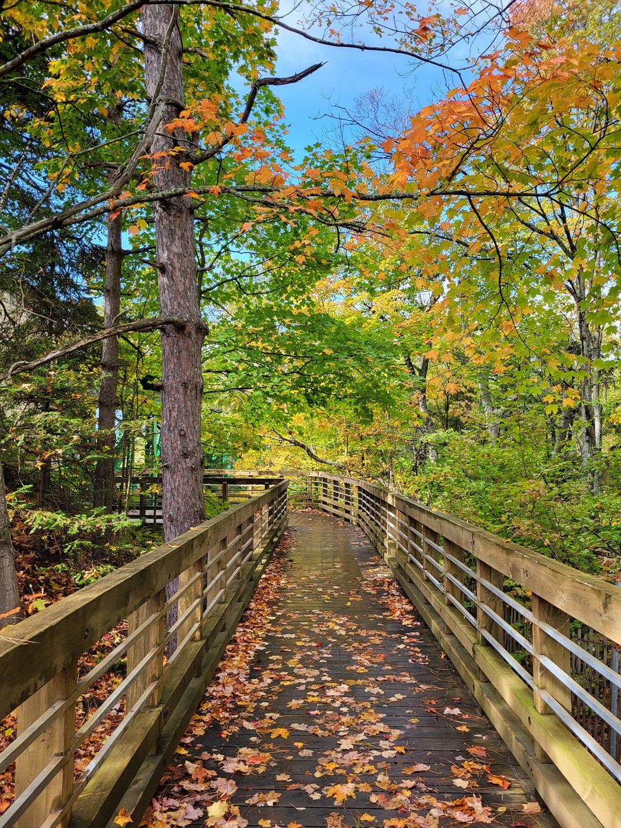 Cool, damp, colorful. Breathe deep, look around, enjoy. Autumn wonderland! #HaikuSaturday #Haiku