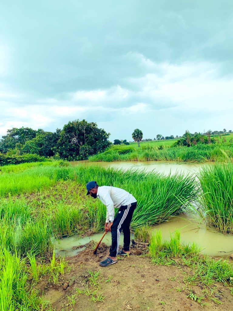 As a farmer with more than 20 years experience, i pity the future of agriculture in this country.
Rural communities whom are the major producers of the food we consume in this country are being terrorised by the terrorists which lead to the poor production of food these years.