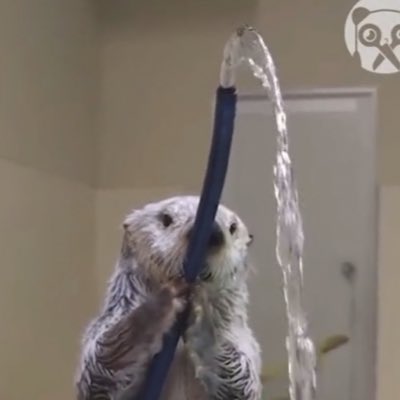 KAI_R0AR's tweet image. Neuvillette’s charge attack