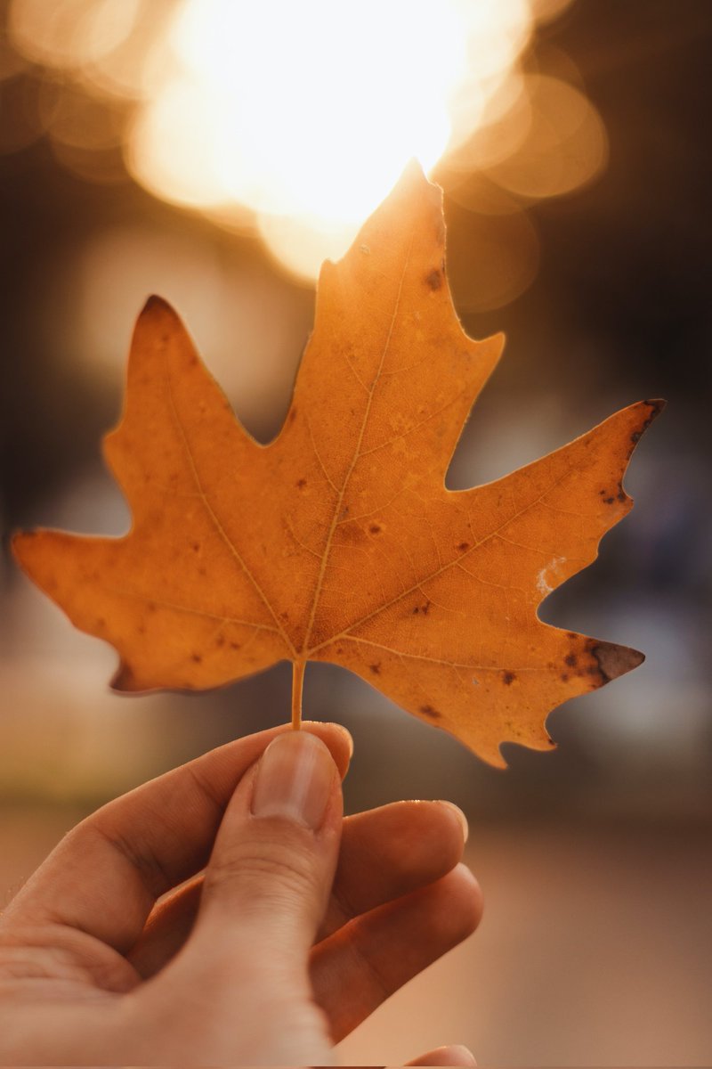 🍁 Embracing autumn's magic in Vancouver with a romantic walk among the vibrant leaves. The gentle cascade of a maple leaf, like nature's confetti, adds enchantment to our evening. 🍂🍁 Date2bite #Datenightbc #Vancouver #MapleLeaf #AutumnRomance