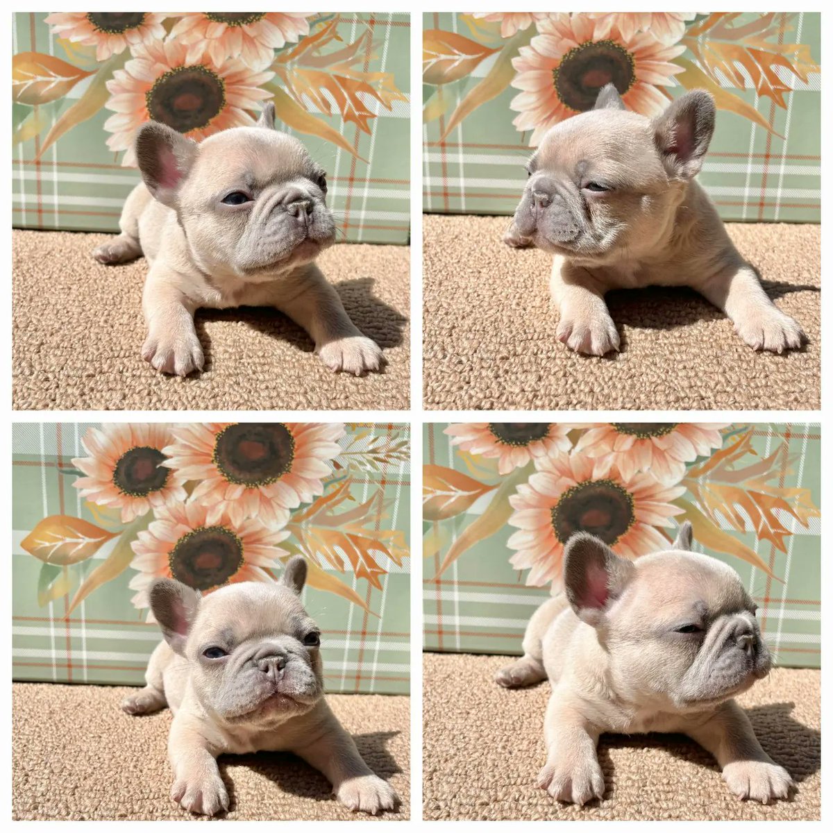 sandmanboxers's tweet photo. #Sandmansfrenchbulldogs #available #puppy #qualitydogs #amazingpuppies #frenchbulldogs #europeanfrenchbulldog #dog #pet #ilovemyfrenchie #amazingfamilies #viralvideos #viral #viralreels
#frenchiesofinstagram
@sandmansfrenchbulldogs
https://t.co/P02a63bx7b https://t.co/ZEg5coFm3n