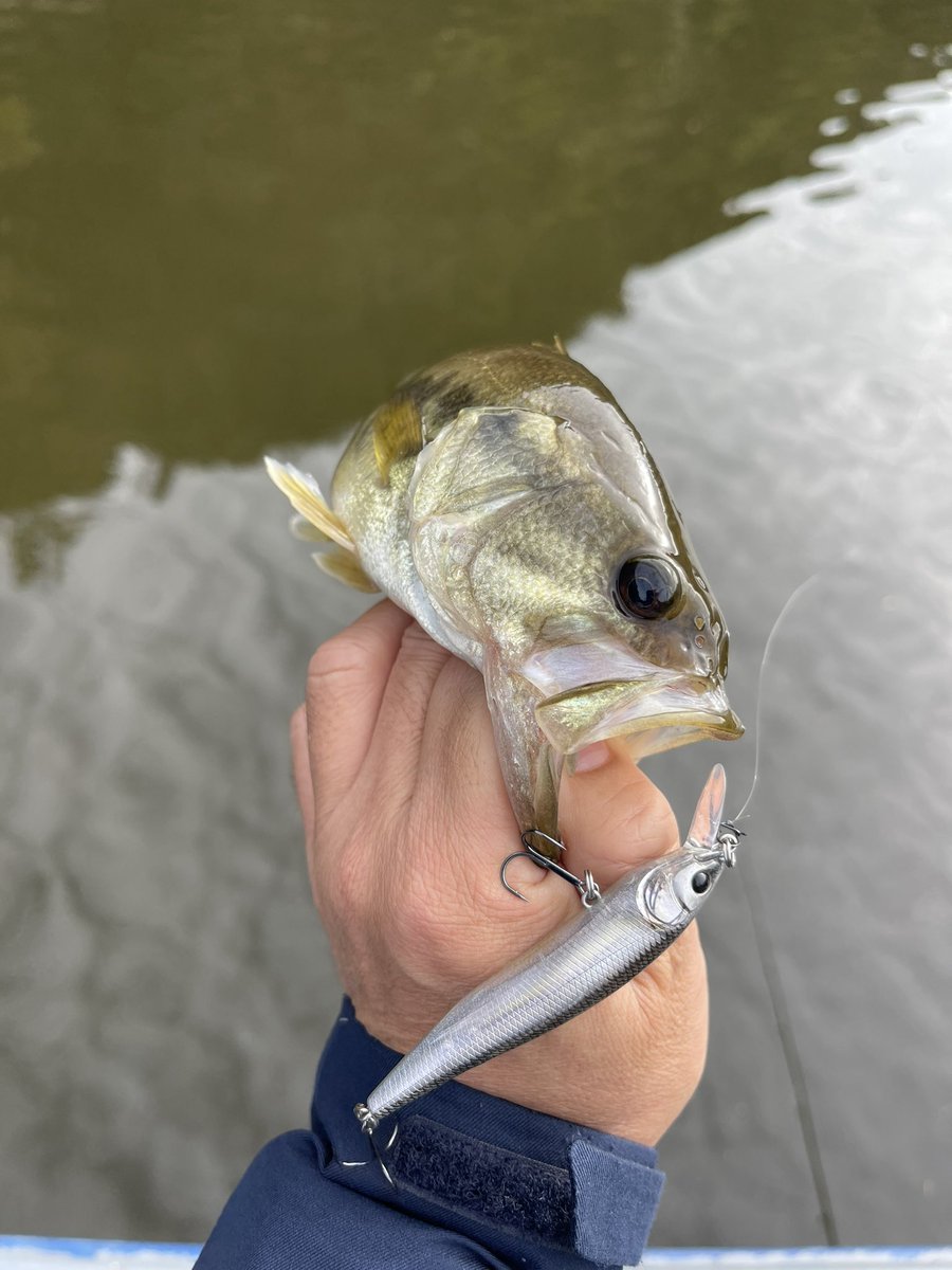 P7BT's tweet photo. 今日は三島へ
すっかり秋に…
久しぶりに巻きで釣れた！
チビだけどぉ〜🤣
ニューロッド入魂完了‼︎
今日も迷走厳したが楽しかった♪♪ https://t.co/JAGt9ZOEBD