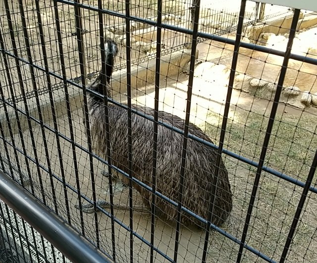 「今日は兄&amp;姪っ子ちゃん+我が家で王子動物園に行ってきたよ!動物見るのはも」|おにぎり山ちえぞー🍙のイラスト