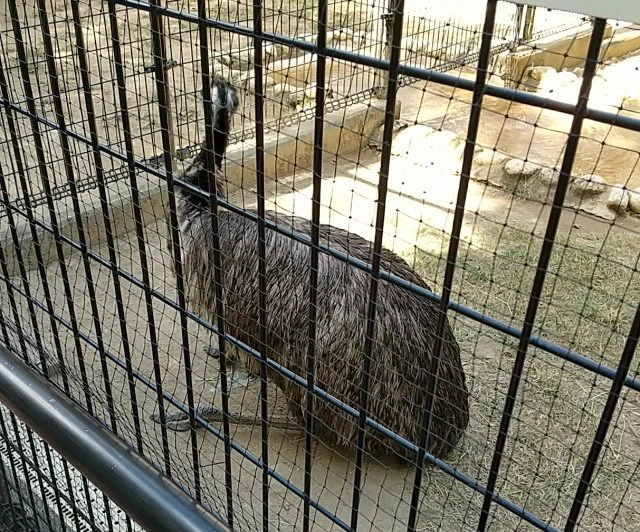 今日は兄&amp;姪っ子ちゃん+我が家で王子動物園に行ってきたよ!動物見るのはもちろん楽しかったんだけど(ホロヒーの作画の参考にダチョウとエミューをガン見した)、でも子供らが毎回一番楽しんでるのは実はこのすべり台だったり。あと売店でうっかり私向きな柄の靴下を見つけて買ってしまいました。 